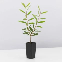 Ozbreed Callistemon Candy Burst ‘CNU06’ PBR