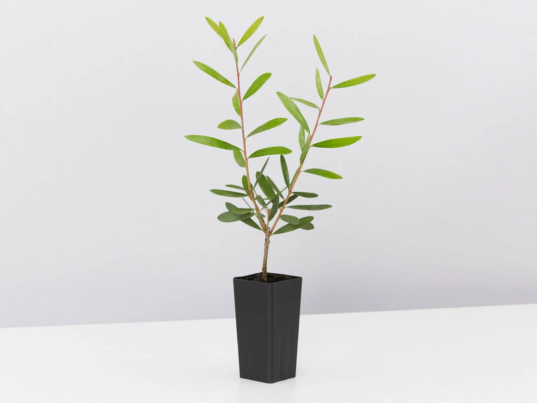 Ozbreed Callistemon Candy Burst ‘CNU06’ PBR