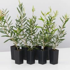 Shrubs Callistemon Candy Pink Bottlebrush Box