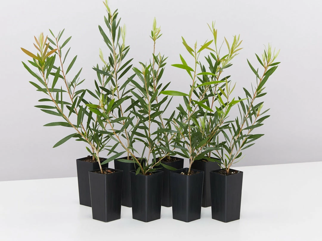 Shrubs Callistemon Candy Pink Bottlebrush Box 3 Shrubs Callistemon Candy Pink Bottlebrush Box