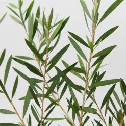 Shrubs Callistemon Candy Pink Bottlebrush Box 9 Shrubs Callistemon Candy Pink Bottlebrush Box