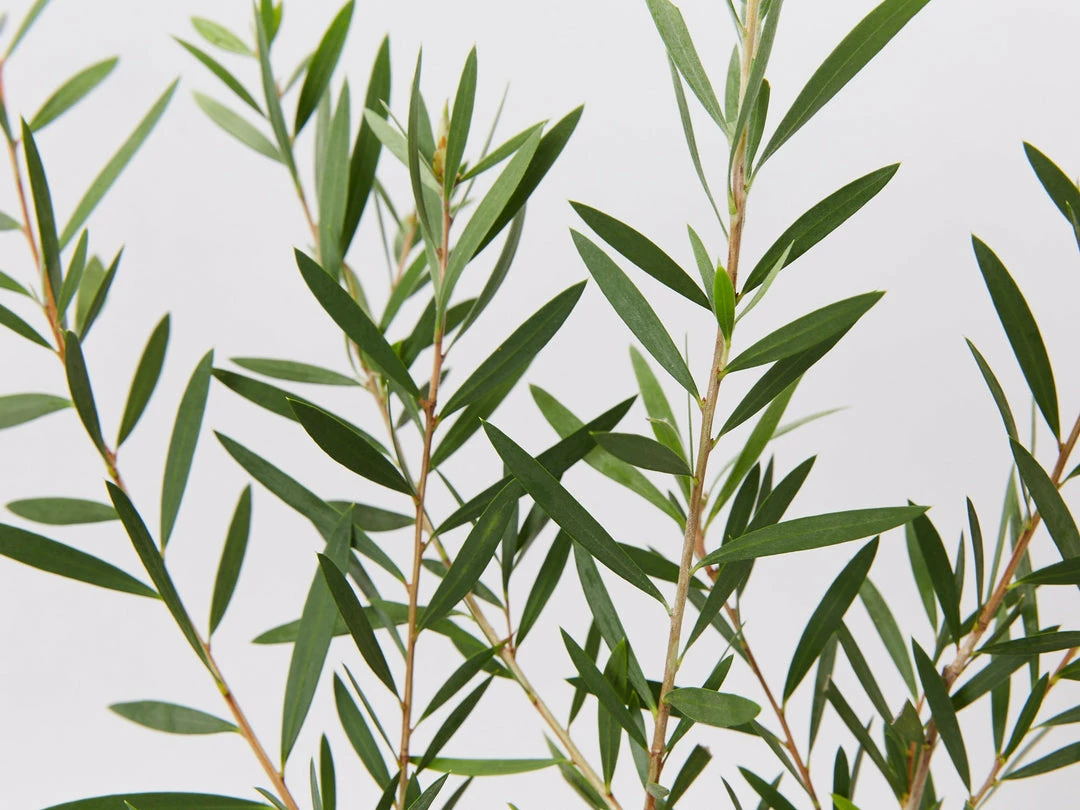 Shrubs Callistemon Candy Pink Bottlebrush Box 5 Shrubs Callistemon Candy Pink Bottlebrush Box