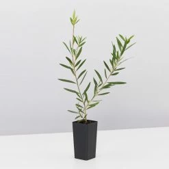 Shrubs Callistemon Candy Pink Bottlebrush Box 10 Shrubs Callistemon Candy Pink Bottlebrush Box