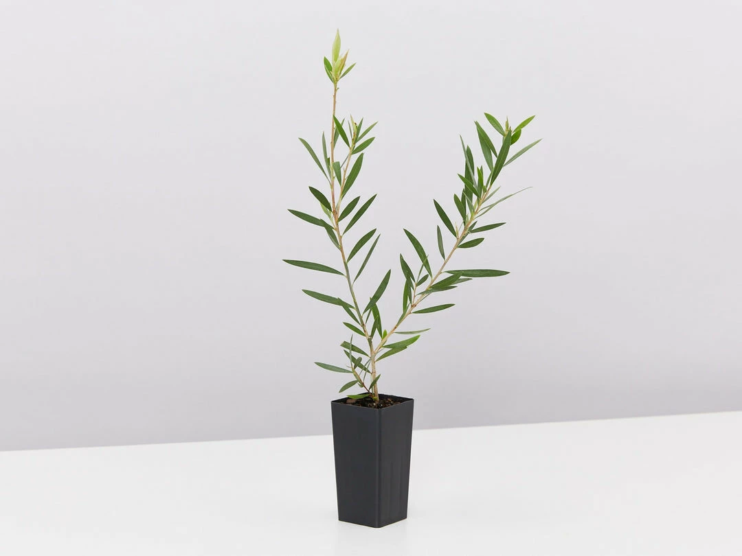 Shrubs Callistemon Candy Pink Bottlebrush Box 6 Shrubs Callistemon Candy Pink Bottlebrush Box