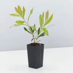 Shrubs Callistemon Citrinus Endeavour Full Sun