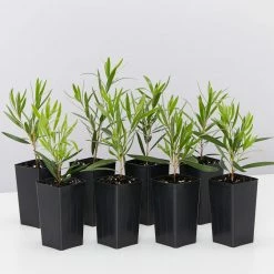 Shrubs Callistemon Viminalis Hannah Ray Full Sun