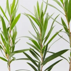 Shrubs Callistemon Viminalis Hannah Ray Full Sun