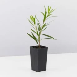 Shrubs Callistemon Viminalis Hannah Ray Full Sun