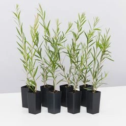 Shrubs Callistemon Injune Pink