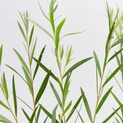 Shrubs Callistemon Injune Pink