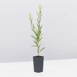 Shrubs Callistemon Injune Pink