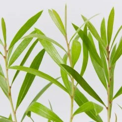 Shrubs Hedging Plants Callistemon Kings Park Special Plant Pack