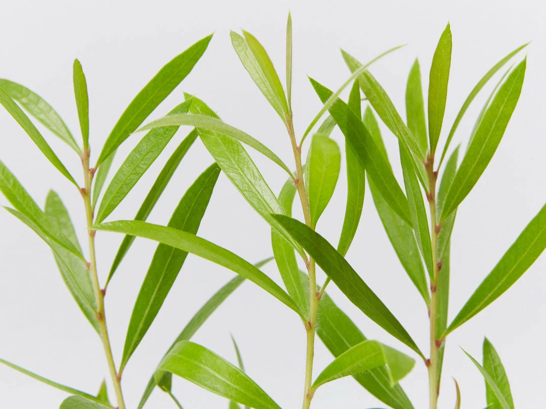 Shrubs Hedging Plants Callistemon Kings Park Special Plant Pack