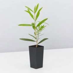 Shrubs Mixed Callistemon Box 13 Shrubs Mixed Callistemon Box