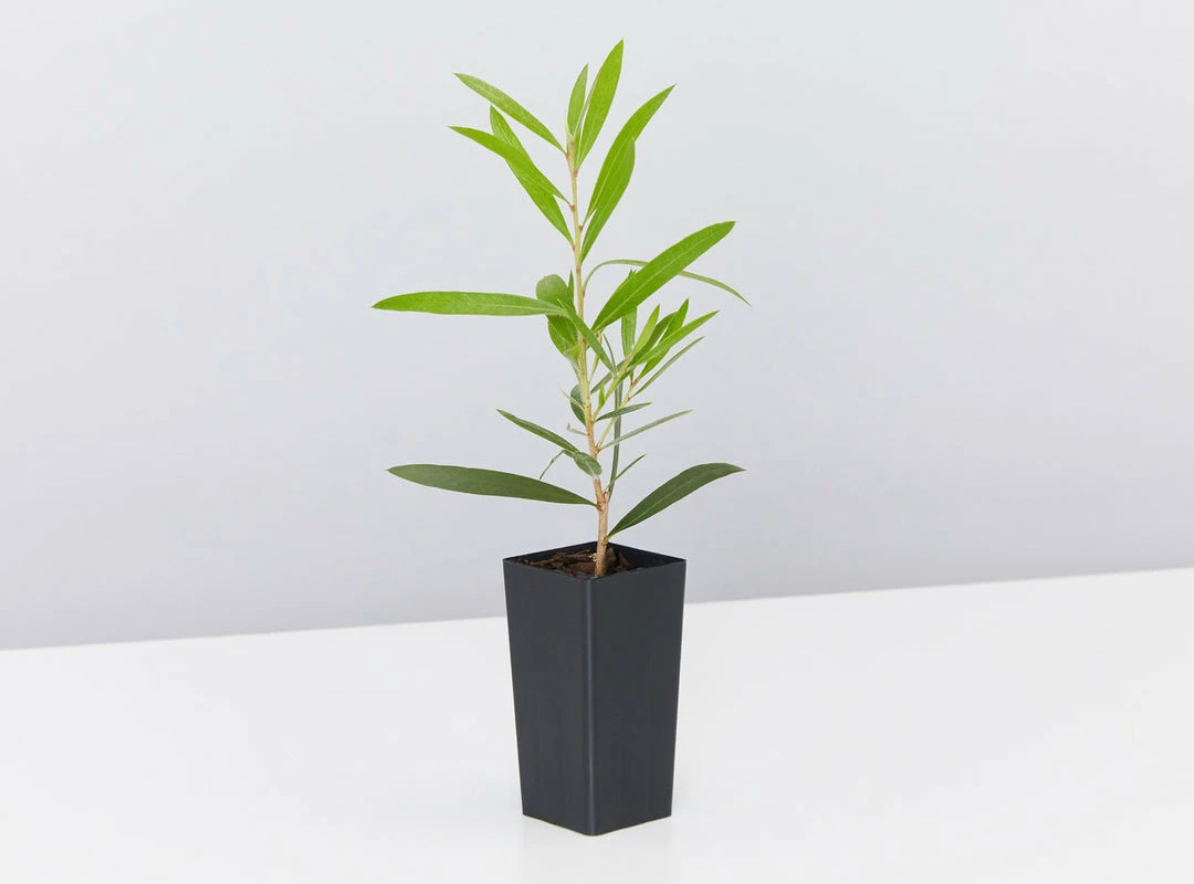 Shrubs Mixed Callistemon Box 7 Shrubs Mixed Callistemon Box