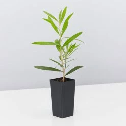 Shrubs Hedging Plants Callistemon Kings Park Special Plant Pack