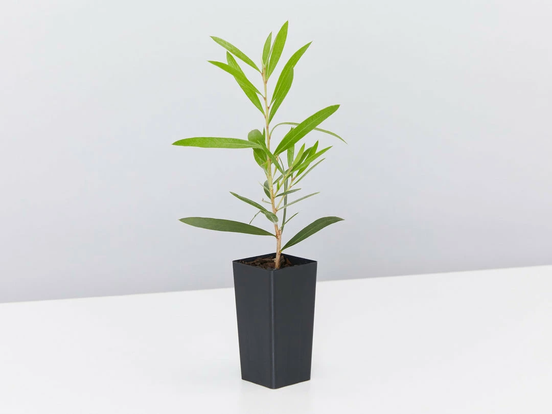 Shrubs Hedging Plants Callistemon Kings Park Special Plant Pack