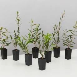 Shrubs Mixed Callistemon Box