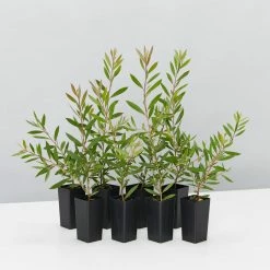 Shrubs Callistemon Purple Splendour