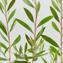 Shrubs Callistemon Purple Splendour