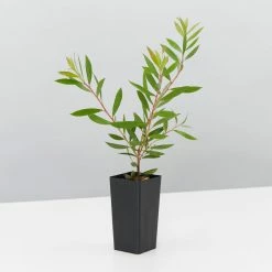 Shrubs Callistemon Purple Splendour