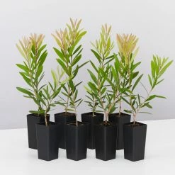 Ozbreed Callistemon Snow Burst ‘CNU07’ PBR Shrubs