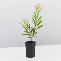 Ozbreed Callistemon Snow Burst ‘CNU07’ PBR Shrubs