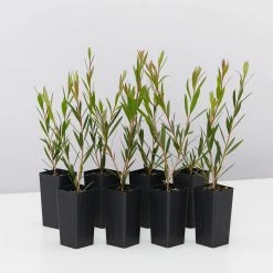 Shrubs Hedging Plants Callistemon Subulatus X Citrinus Cherry Time