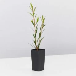 Shrubs Birds And Bees 🐝 Australian Native Plant Pack