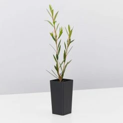 Shrubs Hedging Plants Callistemon Subulatus X Citrinus Cherry Time