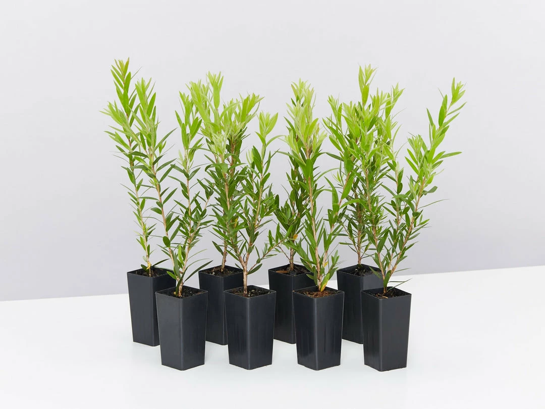 Ozbreed Shrubs Callistemon Viminalis Macarthur 'LC01' PBR 3 Ozbreed Shrubs Callistemon Viminalis Macarthur 'LC01' PBR