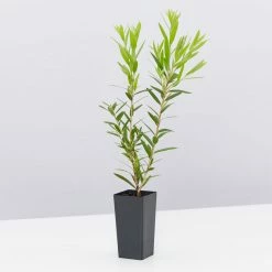 Ozbreed Shrubs Callistemon Viminalis Macarthur 'LC01' PBR 8 Ozbreed Shrubs Callistemon Viminalis Macarthur 'LC01' PBR