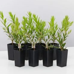 Shrubs Callistemon Viminalis Captain Cook