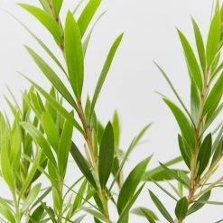 Shrubs Hedging Plants Callistemon Viminalis Rose Opal (Compact Shrub)