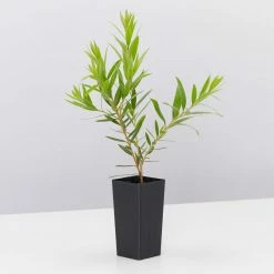 Shrubs Hedging Plants Callistemon Viminalis Rose Opal (Compact Shrub)