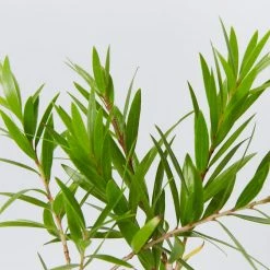 Shrubs Callistemon Viminalis Wildfire