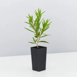 Shrubs Callistemon Viminalis Wildfire