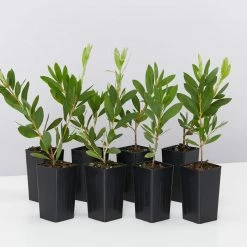 Shrubs Callistemon Citrinus White Anzac