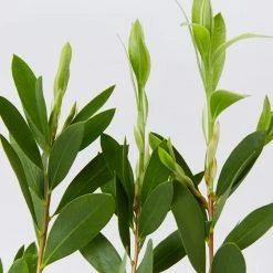 Shrubs Callistemon Citrinus White Anzac