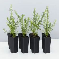 Shrubs Grevillea Canberra Gem