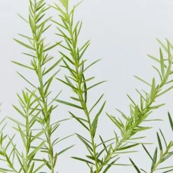 Shrubs Grevillea Canberra Gem