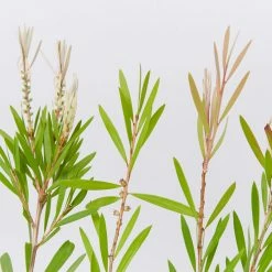 Shrubs Callistemon Citrinus Pink Champagne