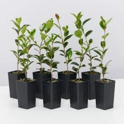 Shrubs Camellia Sasanqua Sparkling Burgundy