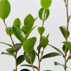 Shrubs Camellia Sasanqua Leslie Ann