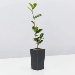 Shrubs Camellia Sasanqua Leslie Ann