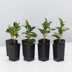 Shrubs Camellia Sasanqua Cherilyn