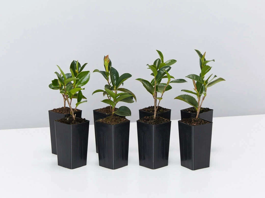 Shrubs Camellia Sasanqua Cherilyn 4 Shrubs Camellia Sasanqua Cherilyn