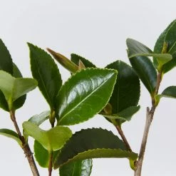 Shrubs Camellia Sasanqua Cherilyn 9 Shrubs Camellia Sasanqua Cherilyn