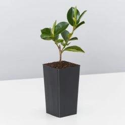 Shrubs Camellia Sasanqua Cherilyn 10 Shrubs Camellia Sasanqua Cherilyn