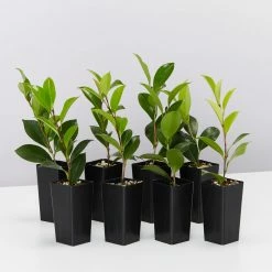 Shrubs Camellia Sasanqua Setsugekka